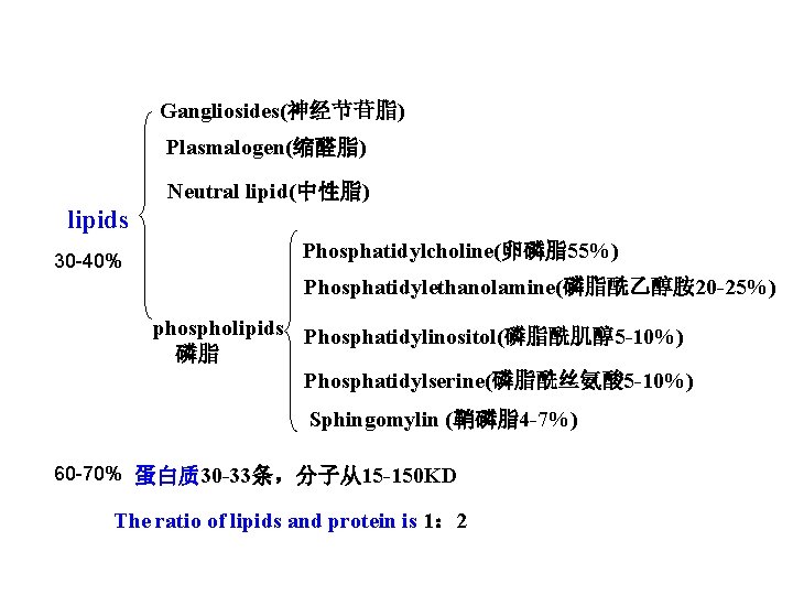 Gangliosides(神经节苷脂) Plasmalogen(缩醛脂) Neutral lipid(中性脂) lipids 30 -40% Phosphatidylcholine(卵磷脂55%) Phosphatidylethanolamine(磷脂酰乙醇胺 20 -25%) phospholipids Phosphatidylinositol(磷脂酰肌醇5 -10%)