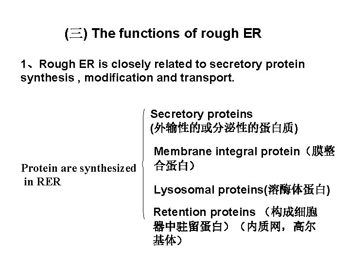 (三) The functions of rough ER 1、Rough ER is closely related to secretory protein