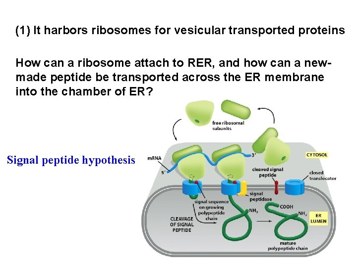 (1) It harbors ribosomes for vesicular transported proteins How can a ribosome attach to