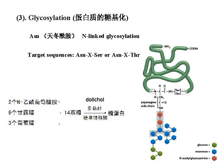 (3). Glycosylation (蛋白质的糖基化) Asn （天冬酰胺） N-linked glycosylation Target sequences: Asn-X-Ser or Asn-X-Thr dolichol 