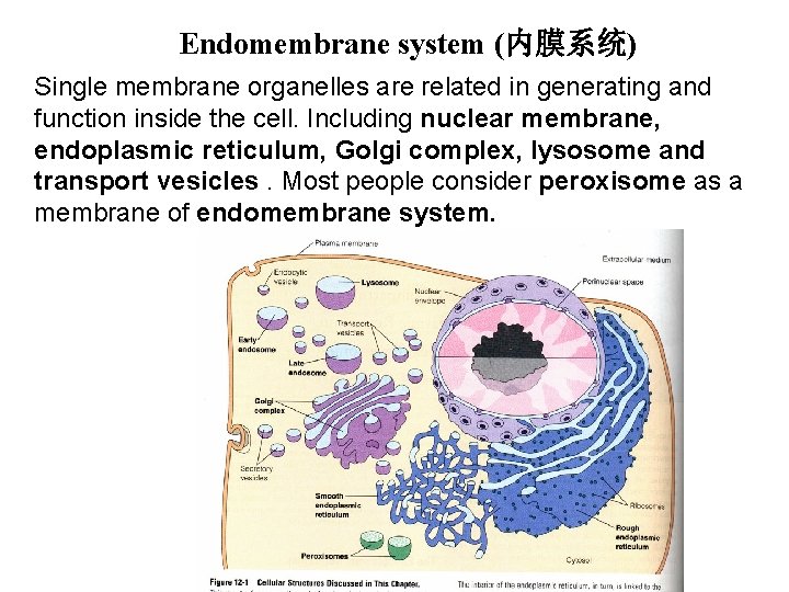 Endomembrane system (内膜系统) Single membrane organelles are related in generating and function inside the