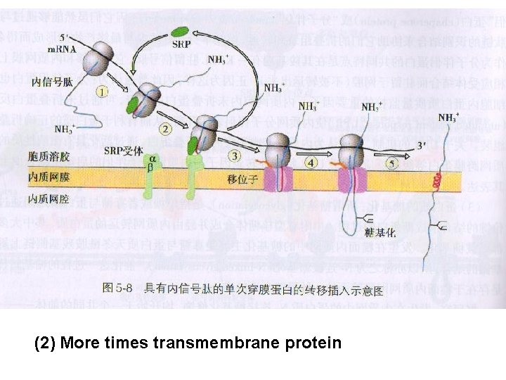 (2) More times transmembrane protein 