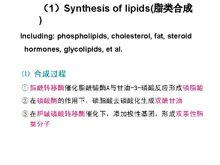 （1）Synthesis of lipids(脂类合成 lipids ) Including: phospholipids, cholesterol, fat, steroid hormones, glycolipids, et al.