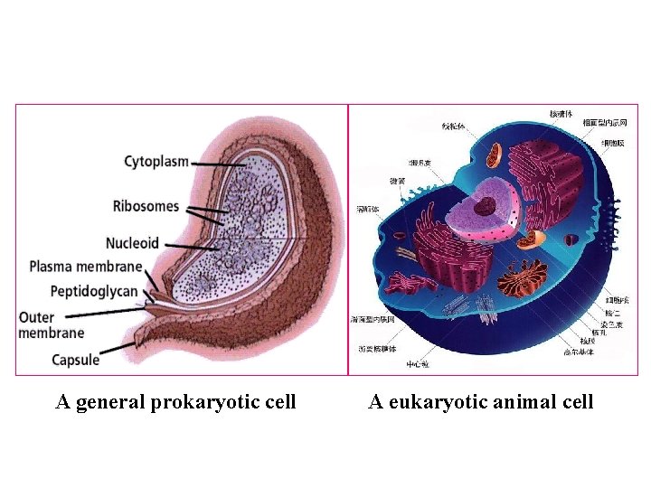 A general prokaryotic cell A eukaryotic animal cell 