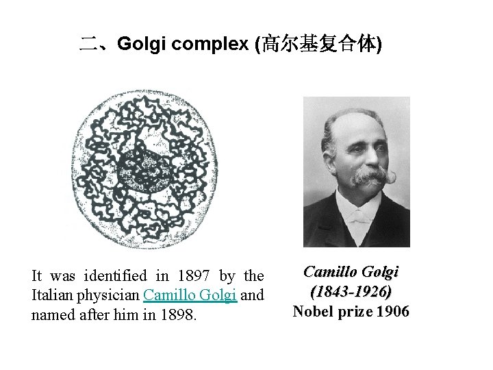 二、Golgi complex (高尔基复合体) It was identified in 1897 by the Italian physician Camillo Golgi