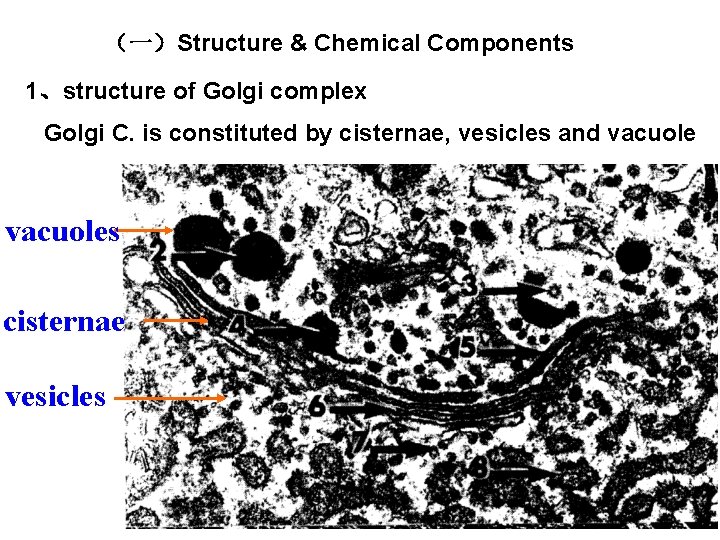 （一）Structure & Chemical Components 1、structure of Golgi complex Golgi C. is constituted by cisternae,