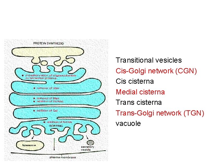 Transitional vesicles Cis-Golgi network (CGN) Cis cisterna Medial cisterna Trans-Golgi network (TGN) vacuole 
