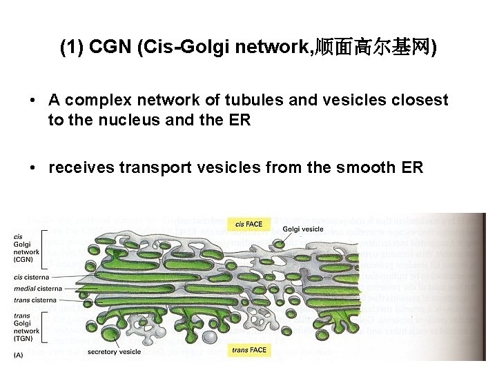 (1) CGN (Cis-Golgi network, 顺面高尔基网) • A complex network of tubules and vesicles closest