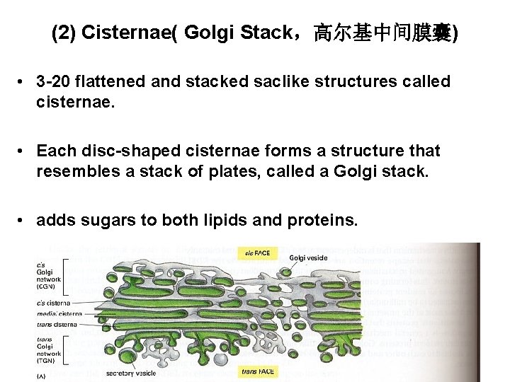 (2) Cisternae( Golgi Stack，高尔基中间膜囊) • 3 -20 flattened and stacked saclike structures called cisternae.