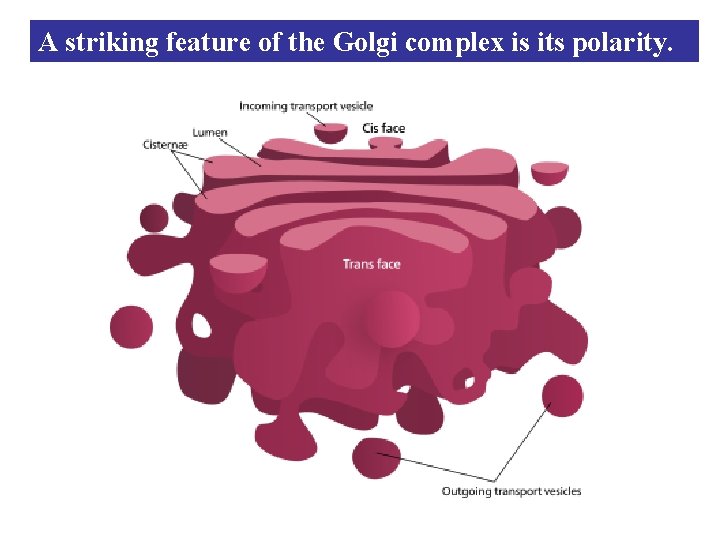 A striking feature of the Golgi complex is its polarity. 