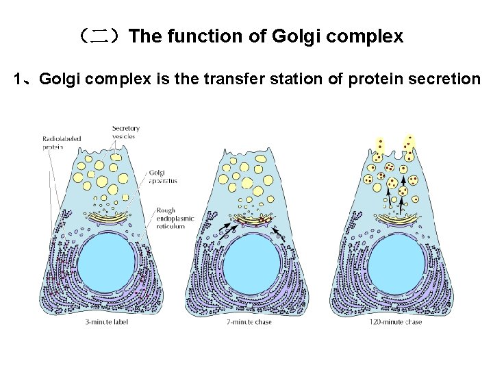 （二）The function of Golgi complex 1、Golgi complex is the transfer station of protein secretion