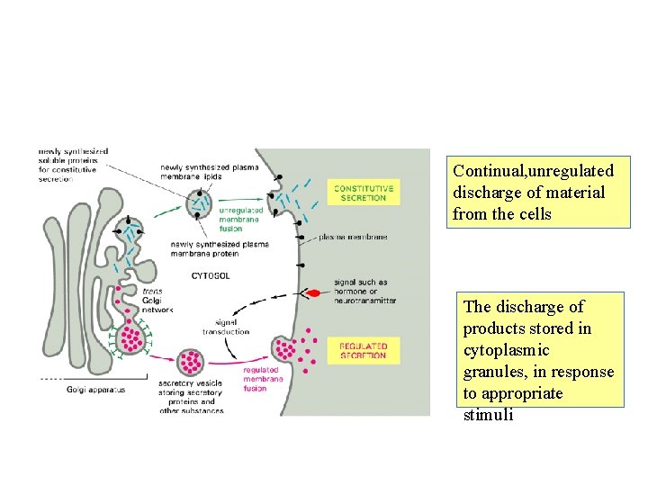 Continual, unregulated discharge of material from the cells The discharge of products stored in