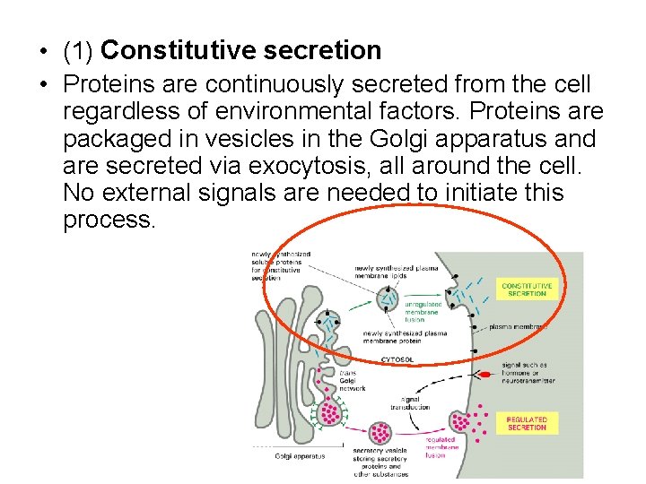  • (1) Constitutive secretion • Proteins are continuously secreted from the cell regardless