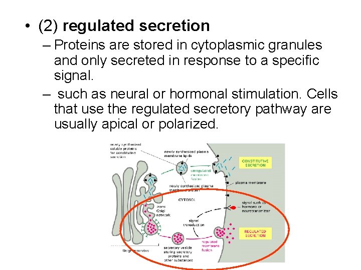  • (2) regulated secretion – Proteins are stored in cytoplasmic granules and only