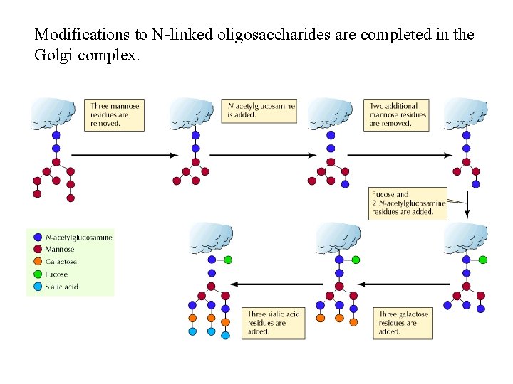 Modifications to N-linked oligosaccharides are completed in the Golgi complex. 