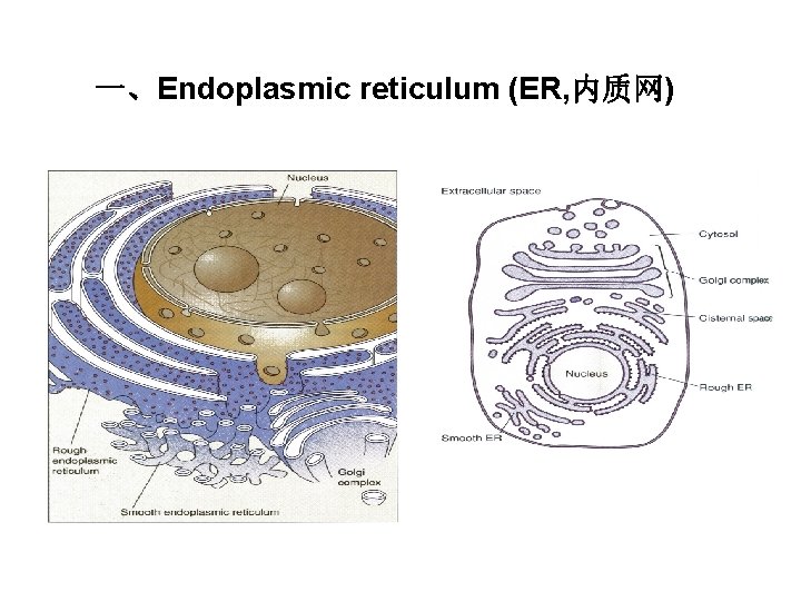 一、Endoplasmic reticulum (ER, 内质网) 