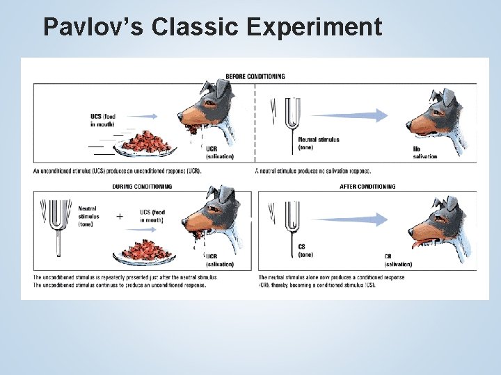 Pavlov’s Classic Experiment 