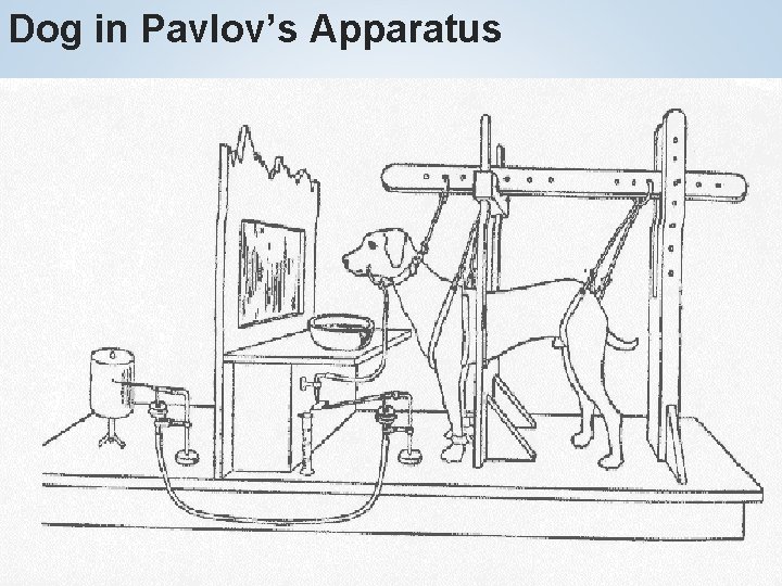 Dog in Pavlov’s Apparatus 