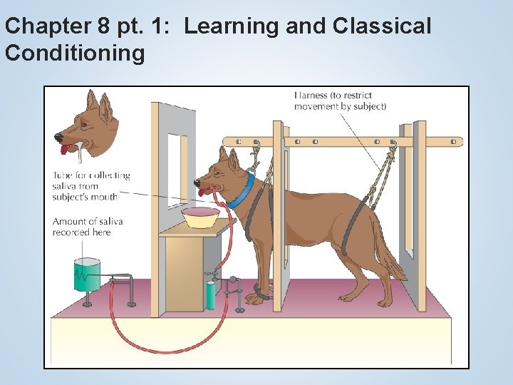 Chapter 8 pt. 1: Learning and Classical Conditioning 