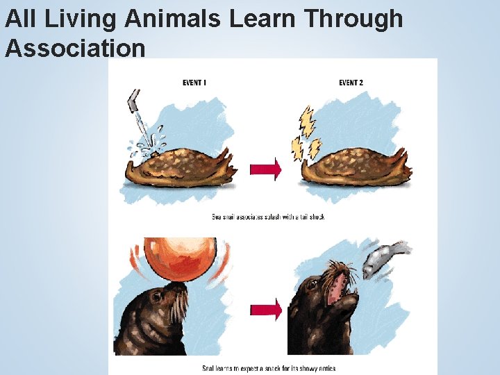 All Living Animals Learn Through Association 