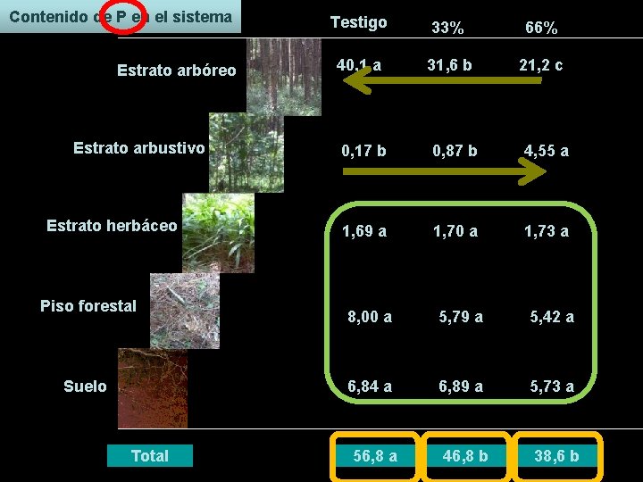 Contenido de P en el sistema Estrato arbóreo Estrato arbustivo Estrato herbáceo Piso forestal