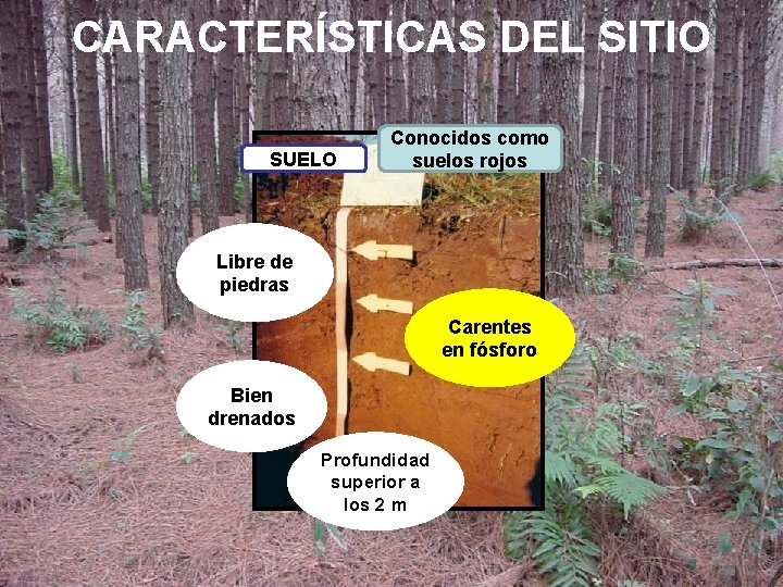 CARACTERÍSTICAS DEL SITIO SUELO Conocidos como suelos rojos Libre de piedras Carentes en fósforo