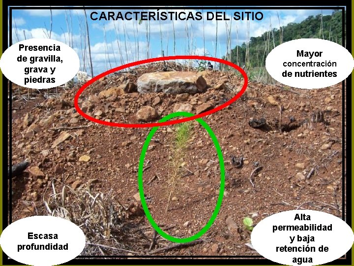 CARACTERÍSTICAS DEL SITIO Presencia de gravilla, grava y piedras Escasa profundidad Mayor concentración de