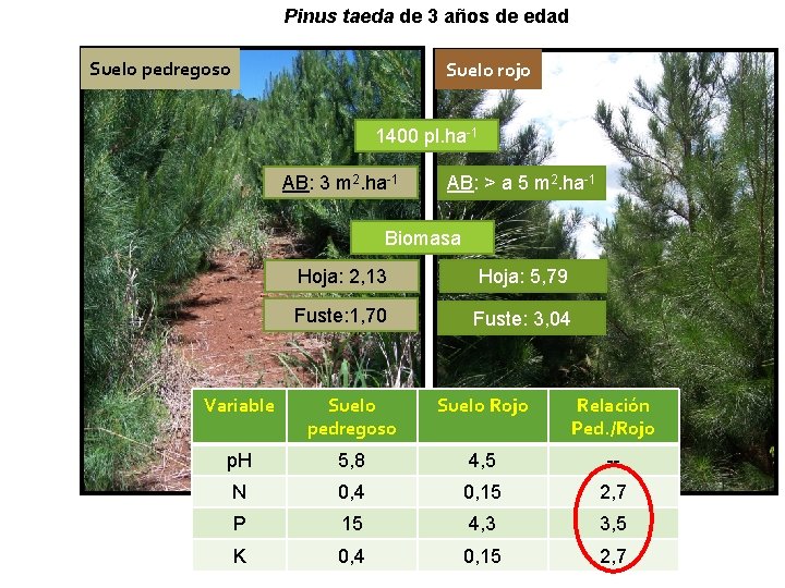 Pinus taeda de 3 años de edad Suelo pedregoso Suelo rojo 1400 pl. ha-1