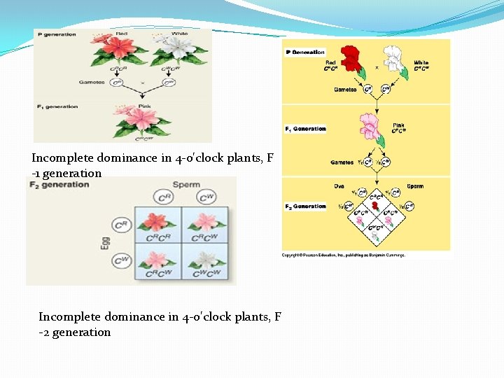 Incomplete dominance in 4 -o'clock plants, F -1 generation Incomplete dominance in 4 -o'clock
