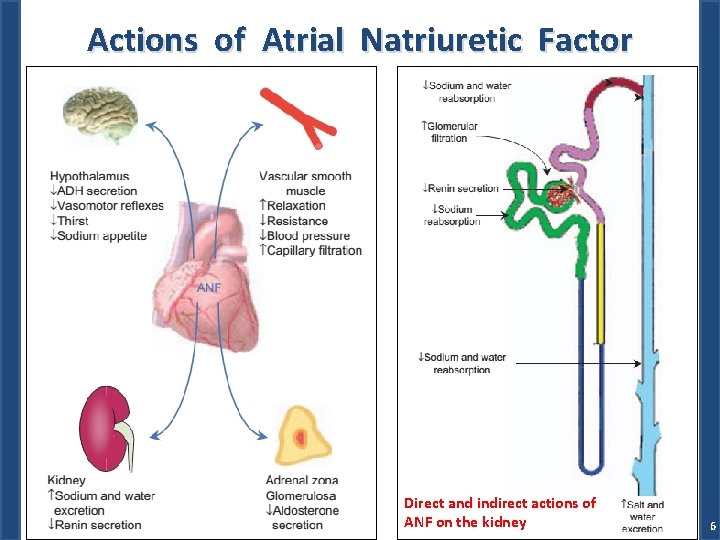 Actions of Atrial Natriuretic Factor Dr. M. Alzaharna (2018) Direct and indirect actions of