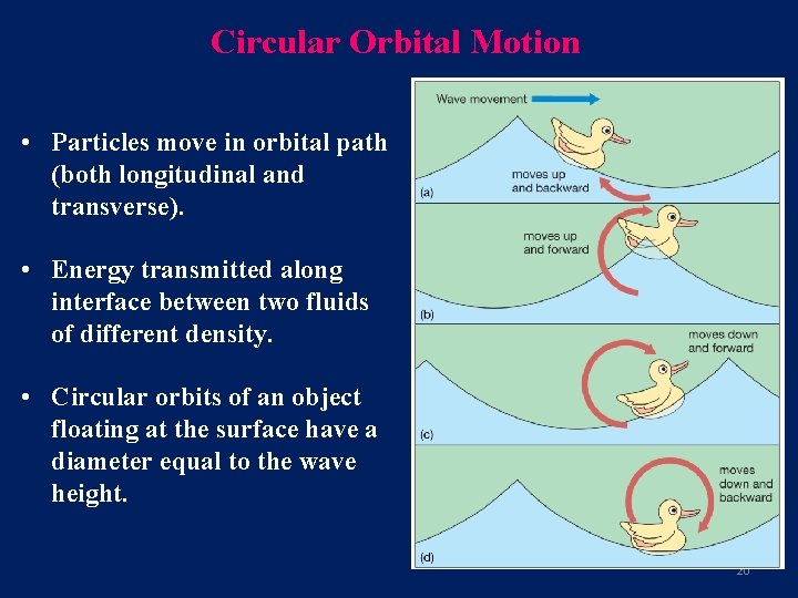 Circular Orbital Motion • Particles move in orbital path (both longitudinal and transverse). •