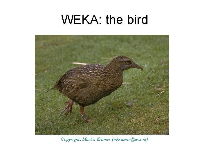 WEKA: the bird Copyright: Martin Kramer (mkramer@wxs. nl) 