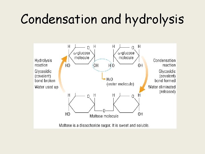 Condensation and hydrolysis 