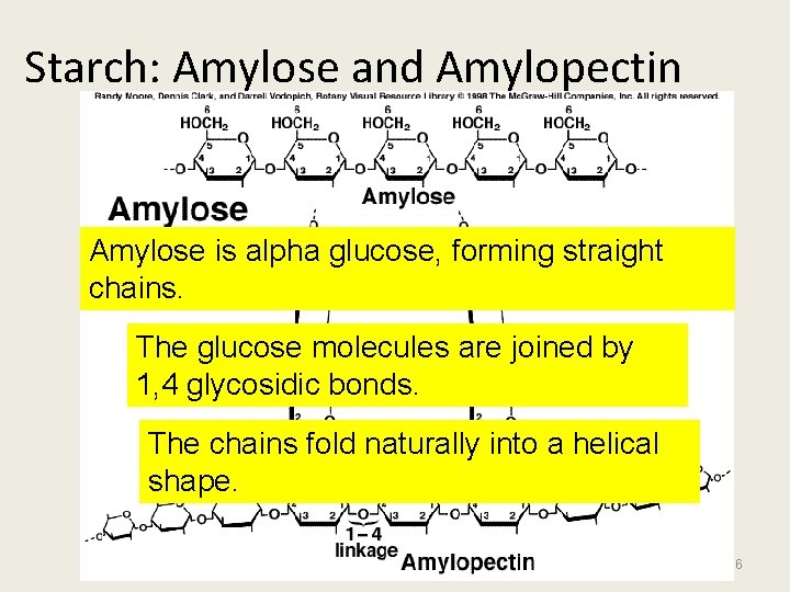 Starch: Amylose and Amylopectin Amylose is alpha glucose, forming straight chains. The glucose molecules