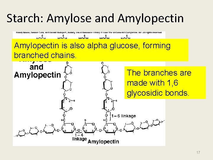 Starch: Amylose and Amylopectin is also alpha glucose, forming branched chains. The branches are