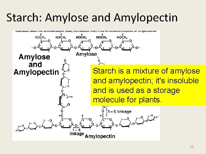 Starch: Amylose and Amylopectin Starch is a mixture of amylose and amylopectin; it's insoluble