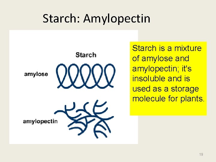 Starch: Amylopectin Starch is a mixture of amylose and amylopectin; it's insoluble and is