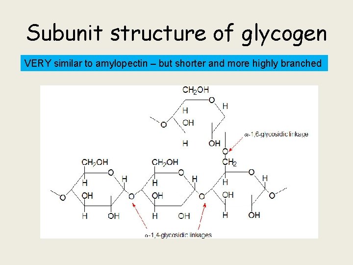 Subunit structure of glycogen VERY similar to amylopectin – but shorter and more highly