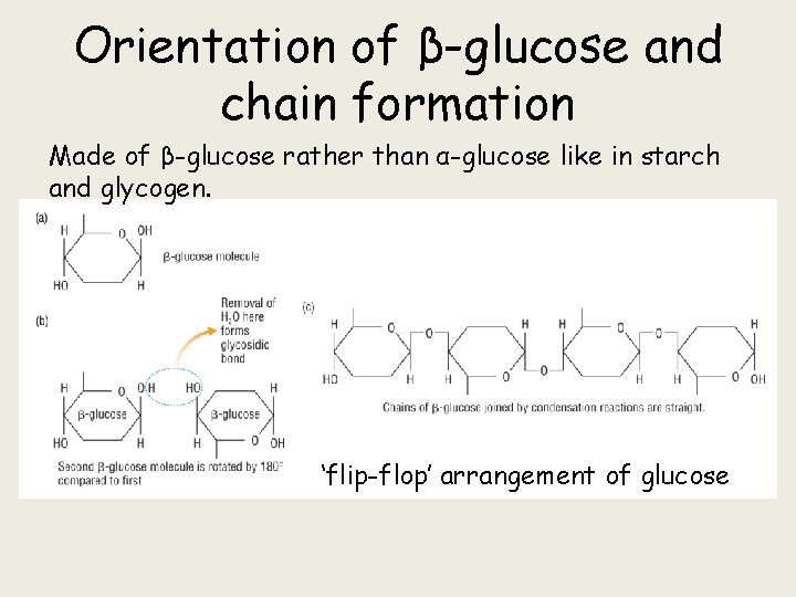 Orientation of β-glucose and chain formation Made of β-glucose rather than α-glucose like in