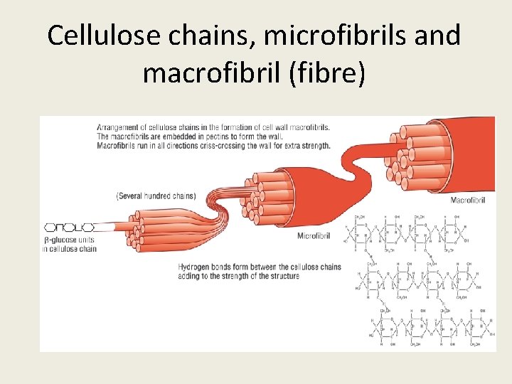 Cellulose chains, microfibrils and macrofibril (fibre) 