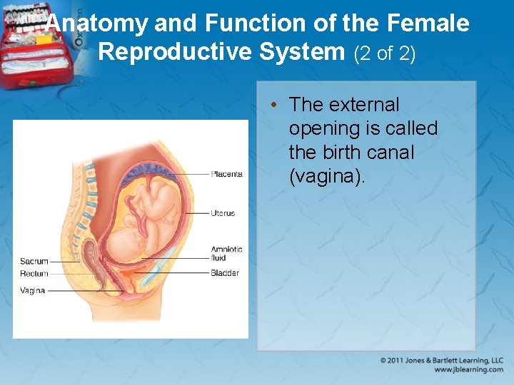 Anatomy and Function of the Female Reproductive System (2 of 2) • The external