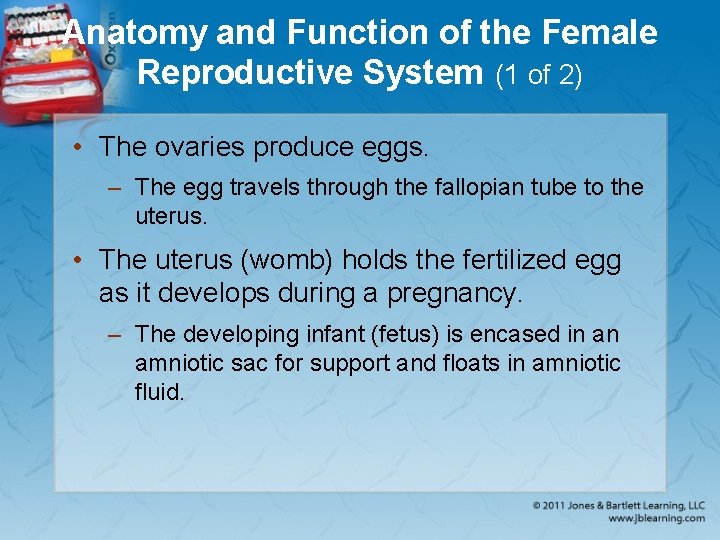 Anatomy and Function of the Female Reproductive System (1 of 2) • The ovaries