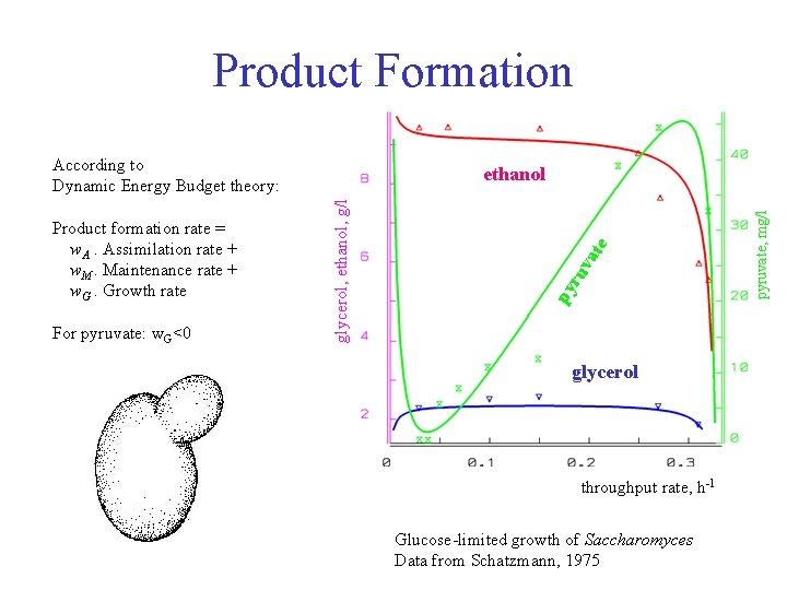 Product Formation According to Dynamic Energy Budget theory: For pyruvate: w. G<0 glycerol throughput