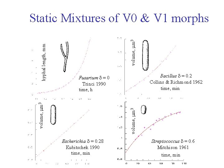 volume, m 3 Bacillus = 0. 2 Collins & Richmond 1962 time, min Fusarium