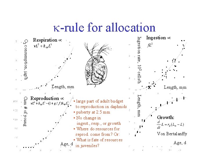  -rule for allocation Ingestion rate, 105 cells/h O 2 consumption, g/h Respiration Length,