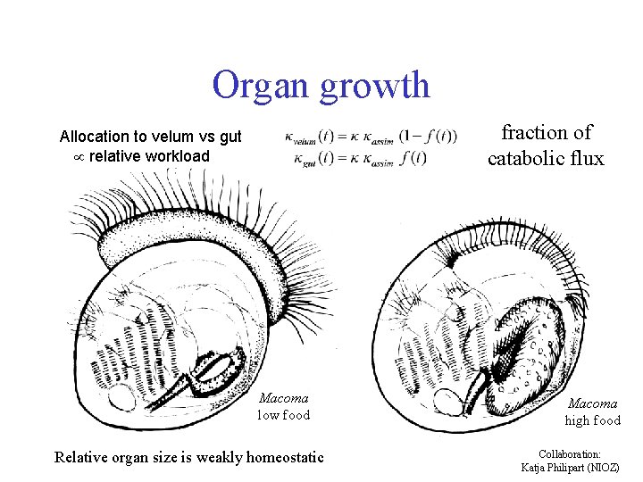 Organ growth fraction of catabolic flux Allocation to velum vs gut relative workload Macoma