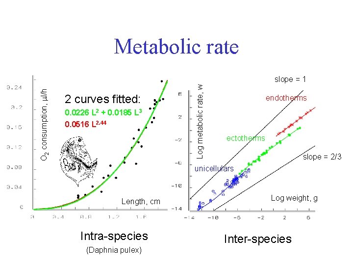 Metabolic rate 2 curves fitted: 0. 0226 L 2 + 0. 0185 L 3
