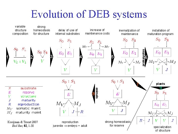 Evolution of DEB systems 1 strong homeostasis for structure 2 delay of use of