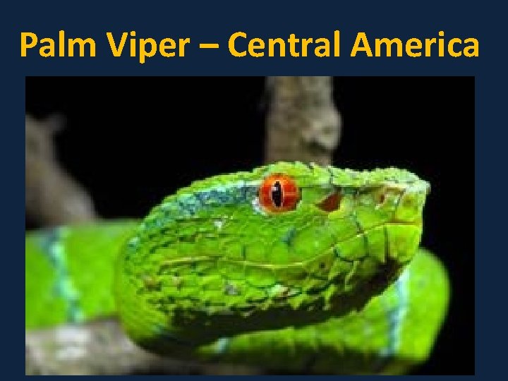 Palm Viper – Central America 