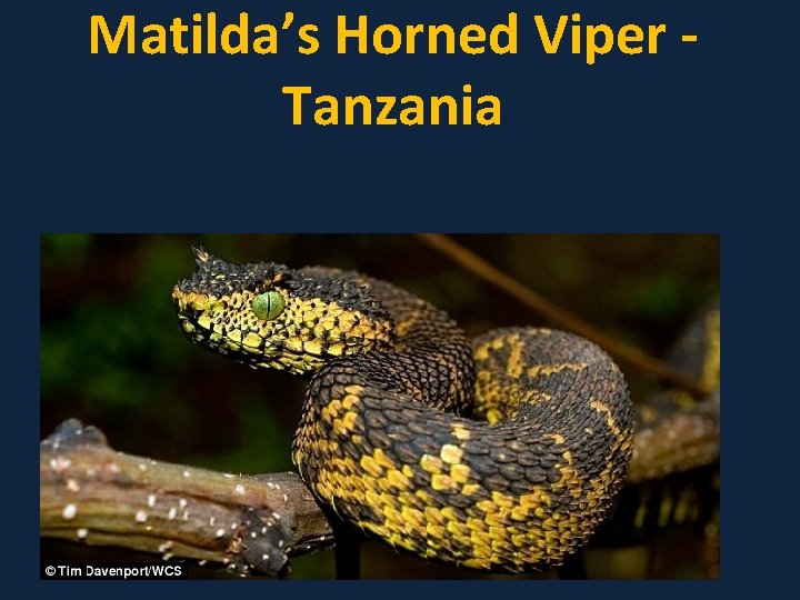 Matilda’s Horned Viper Tanzania 